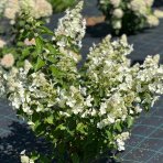 Hortenzia metlinatá (Hydrangea paniculata) ‘DHARUMA’ - výška 20-30 cm, kont. C2L 